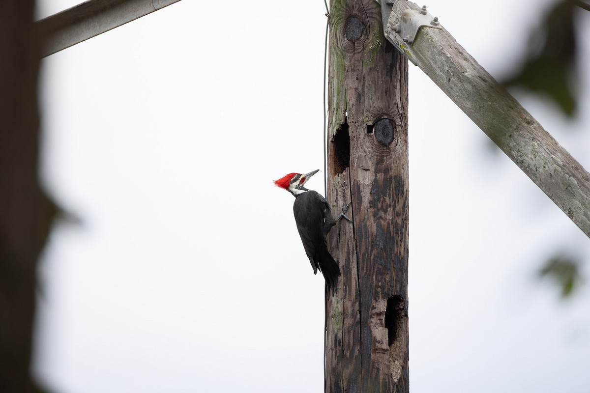 Pileated Woodpecker - ML624564253