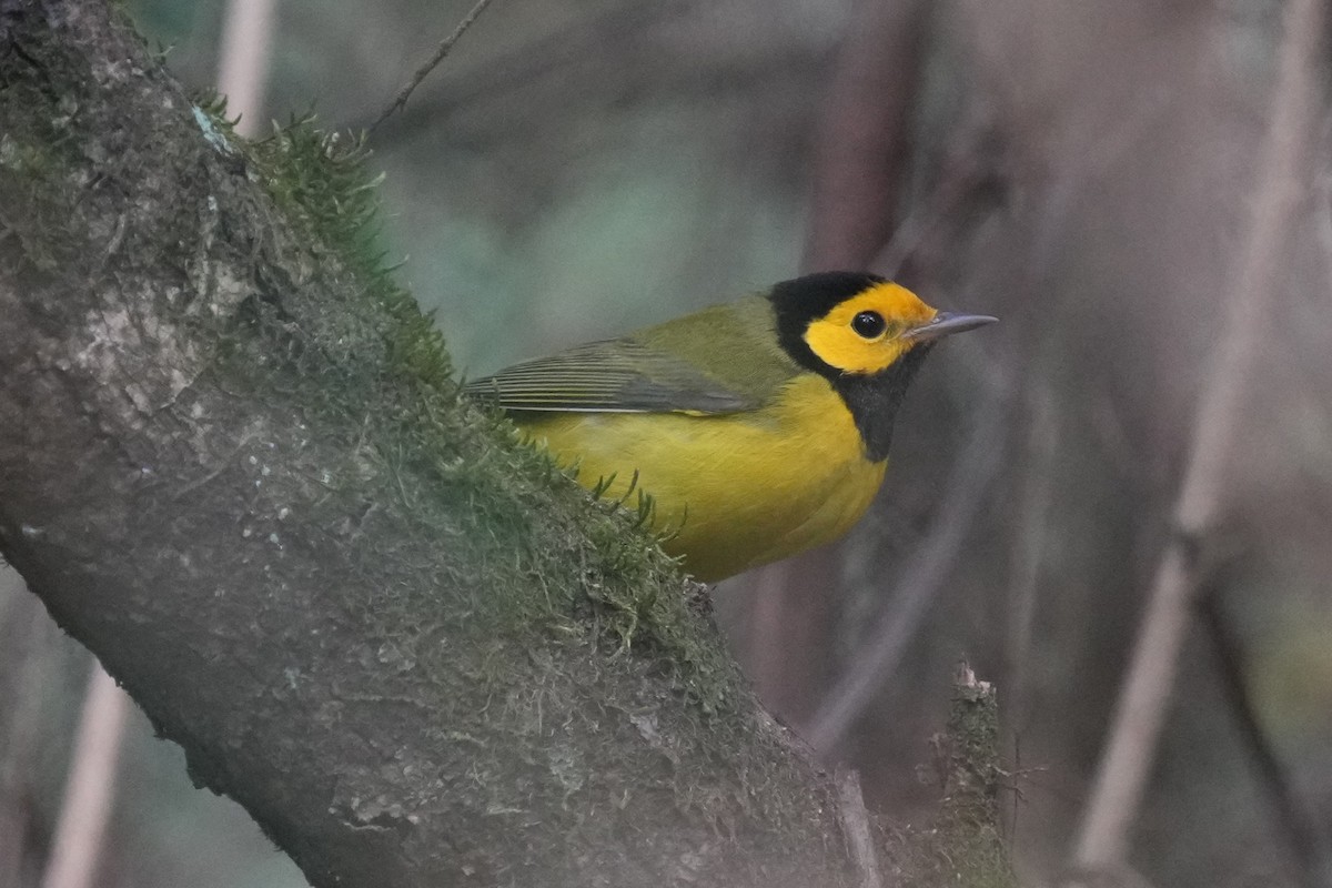 Hooded Warbler - ML624564255