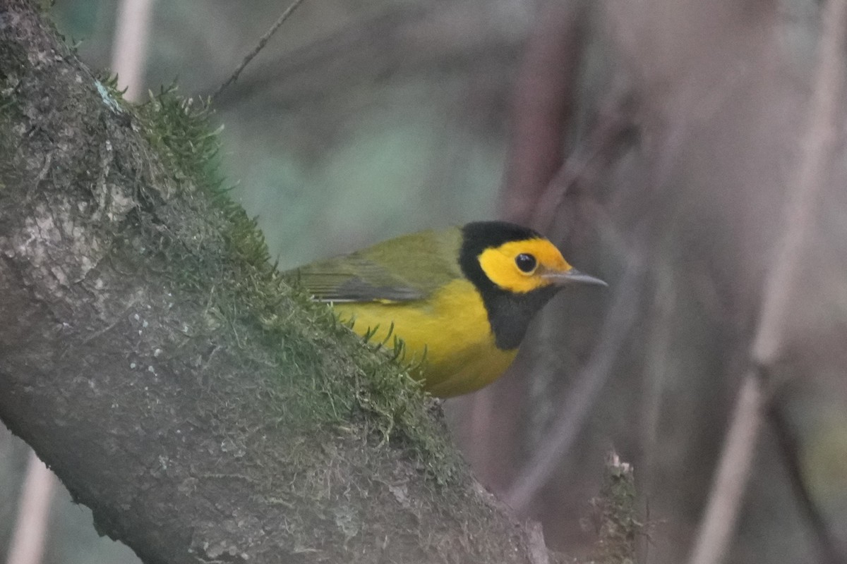 Hooded Warbler - Brandon Johnson