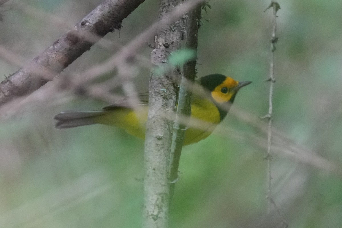 Hooded Warbler - ML624564257