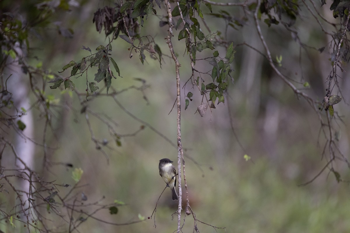 Eastern Phoebe - ML624564259