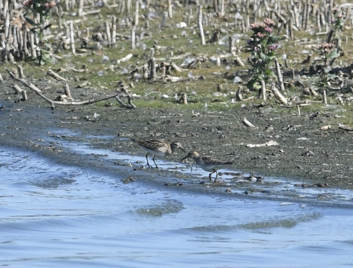 Pectoral Sandpiper - ML624564262