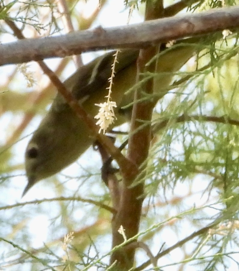 Ruby-crowned Kinglet - ML624564263