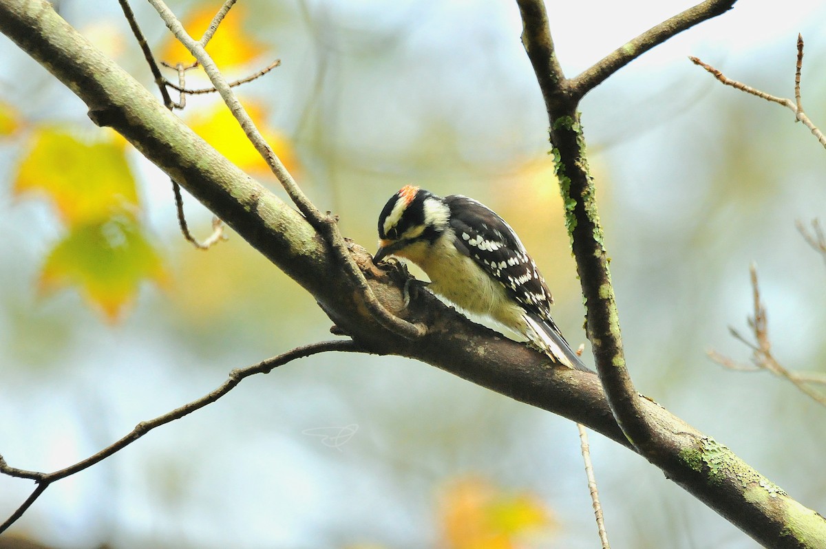 Downy Woodpecker - Ari Cassella