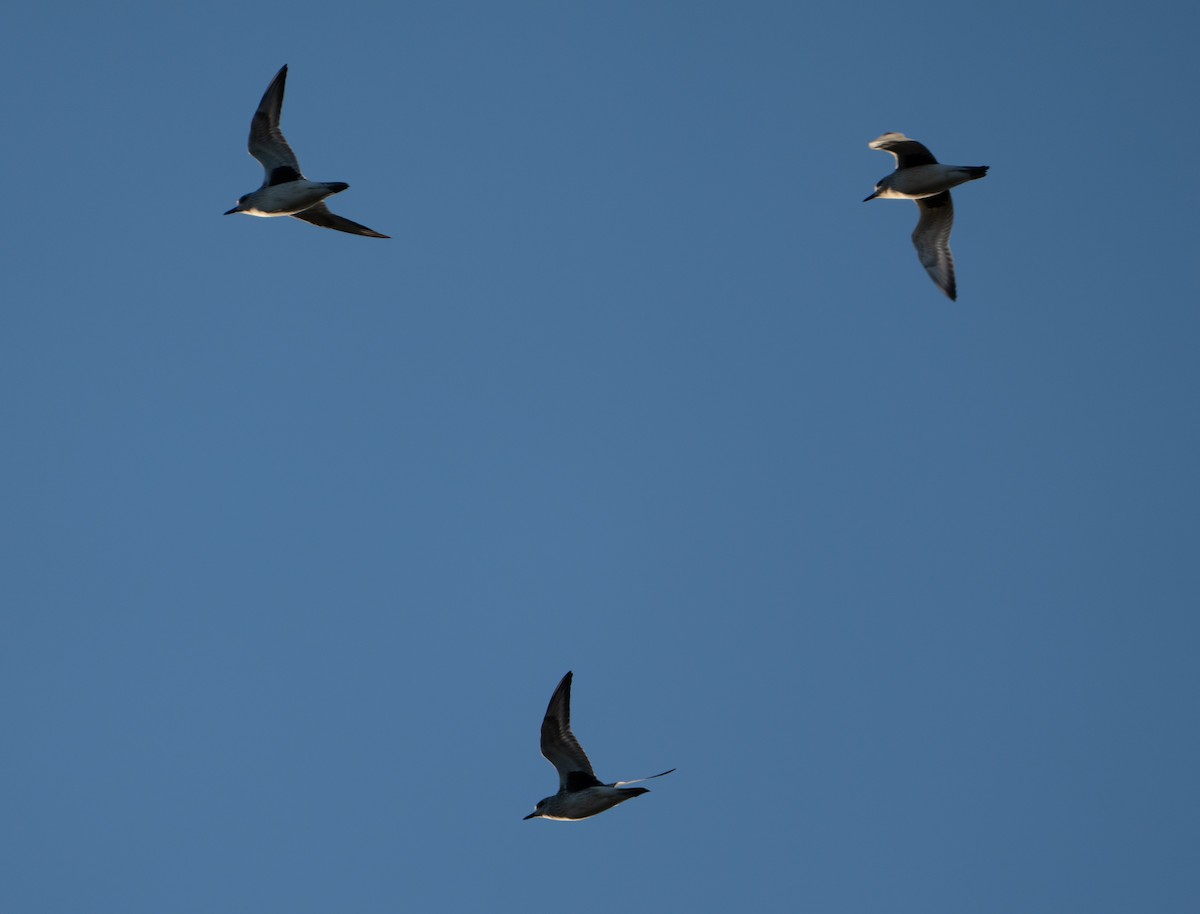 Black-bellied Plover - Justin Labadie