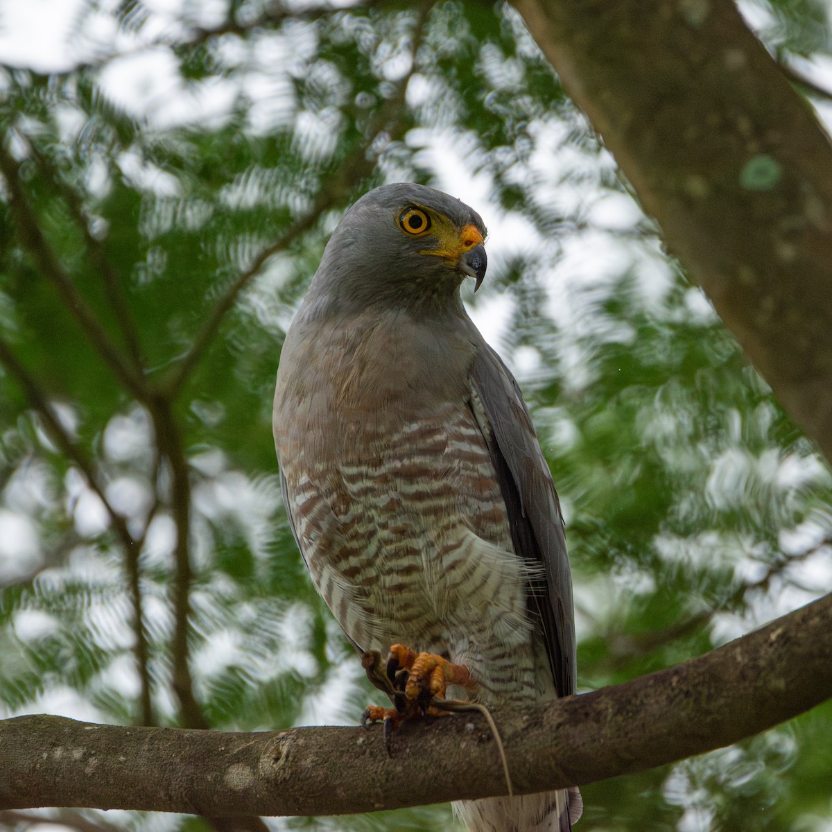 Roadside Hawk - ML624564266