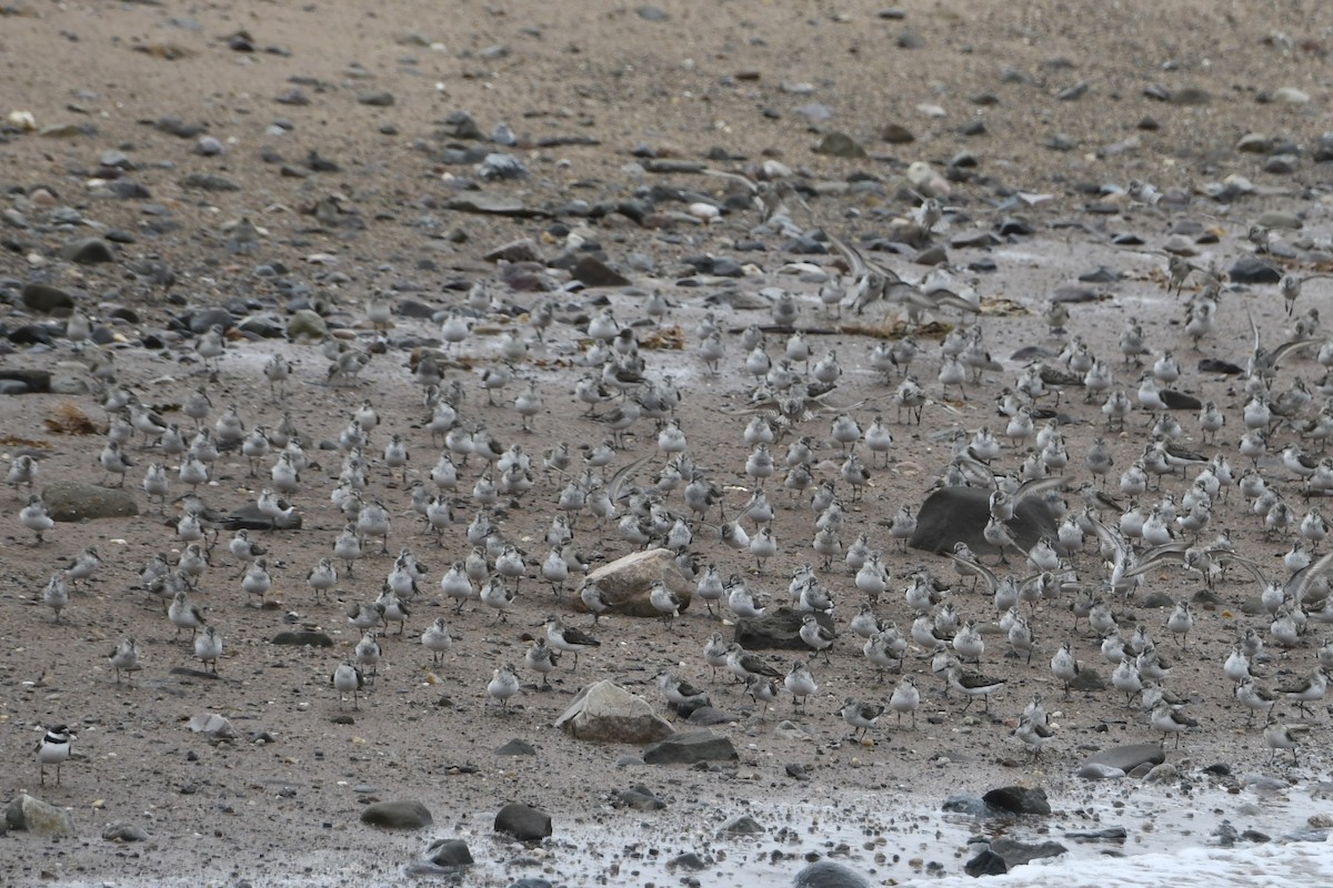 Semipalmated Plover - Douglas Tate