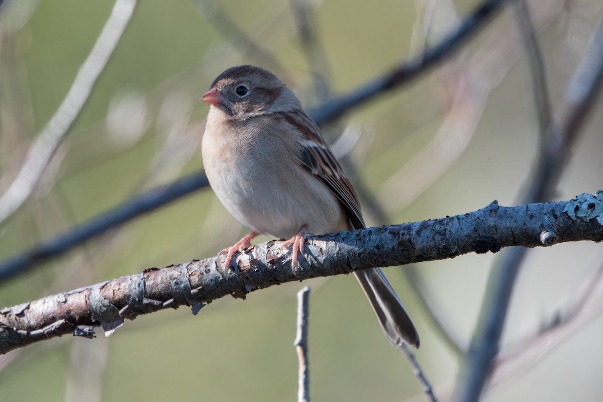 Field Sparrow - Phil Harvey