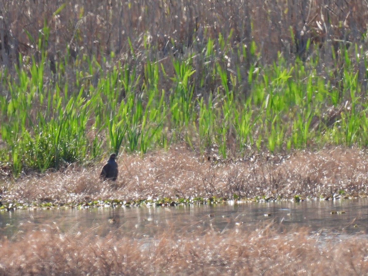 Snail Kite - Silvana Mallo