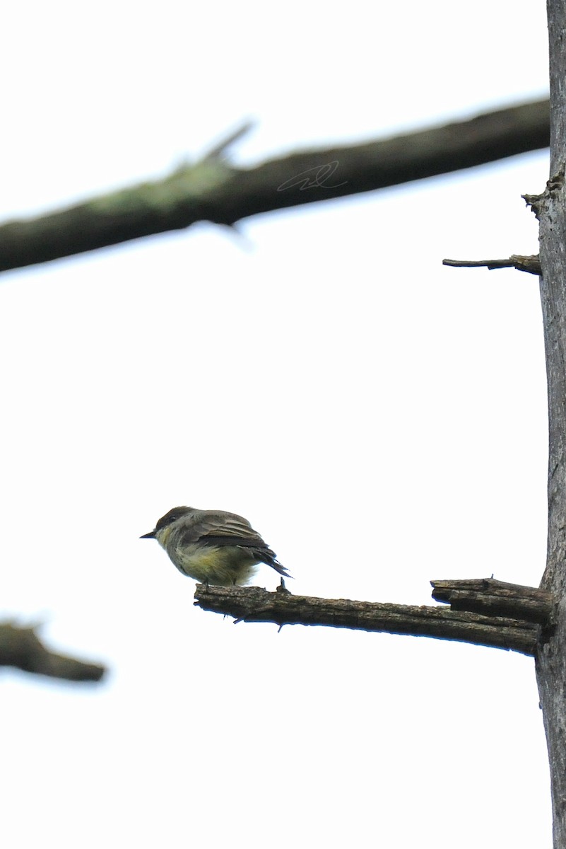 Eastern Phoebe - Ari Cassella