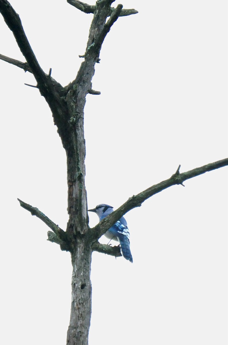 Blue Jay - ML624564275