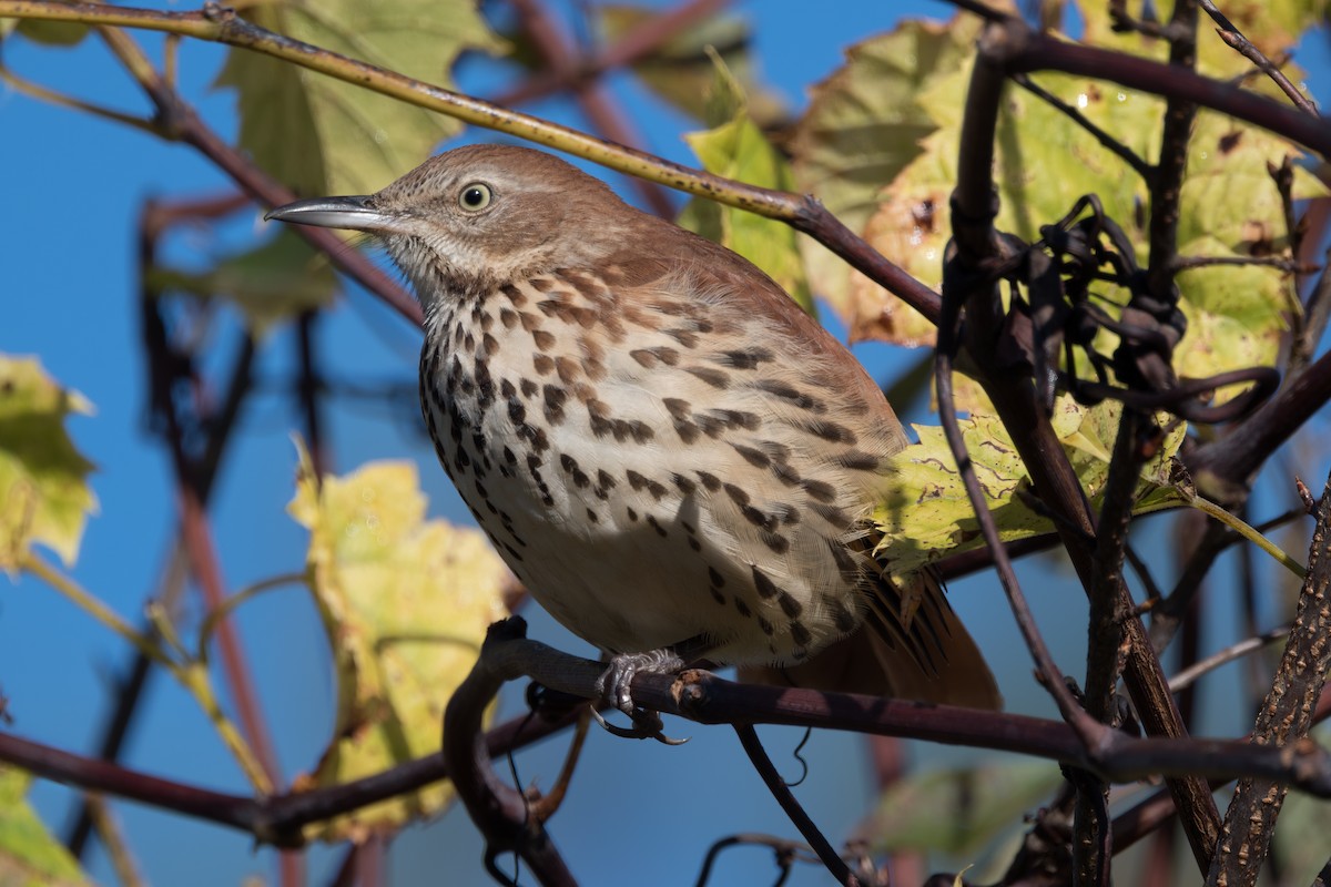 Brown Thrasher - ML624564277