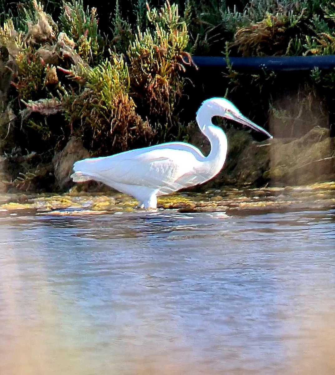 Little Egret - ML624564280