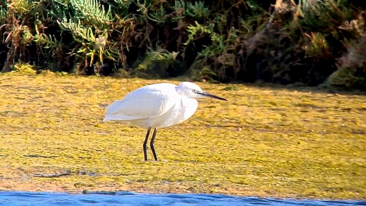 Little Egret - ML624564282