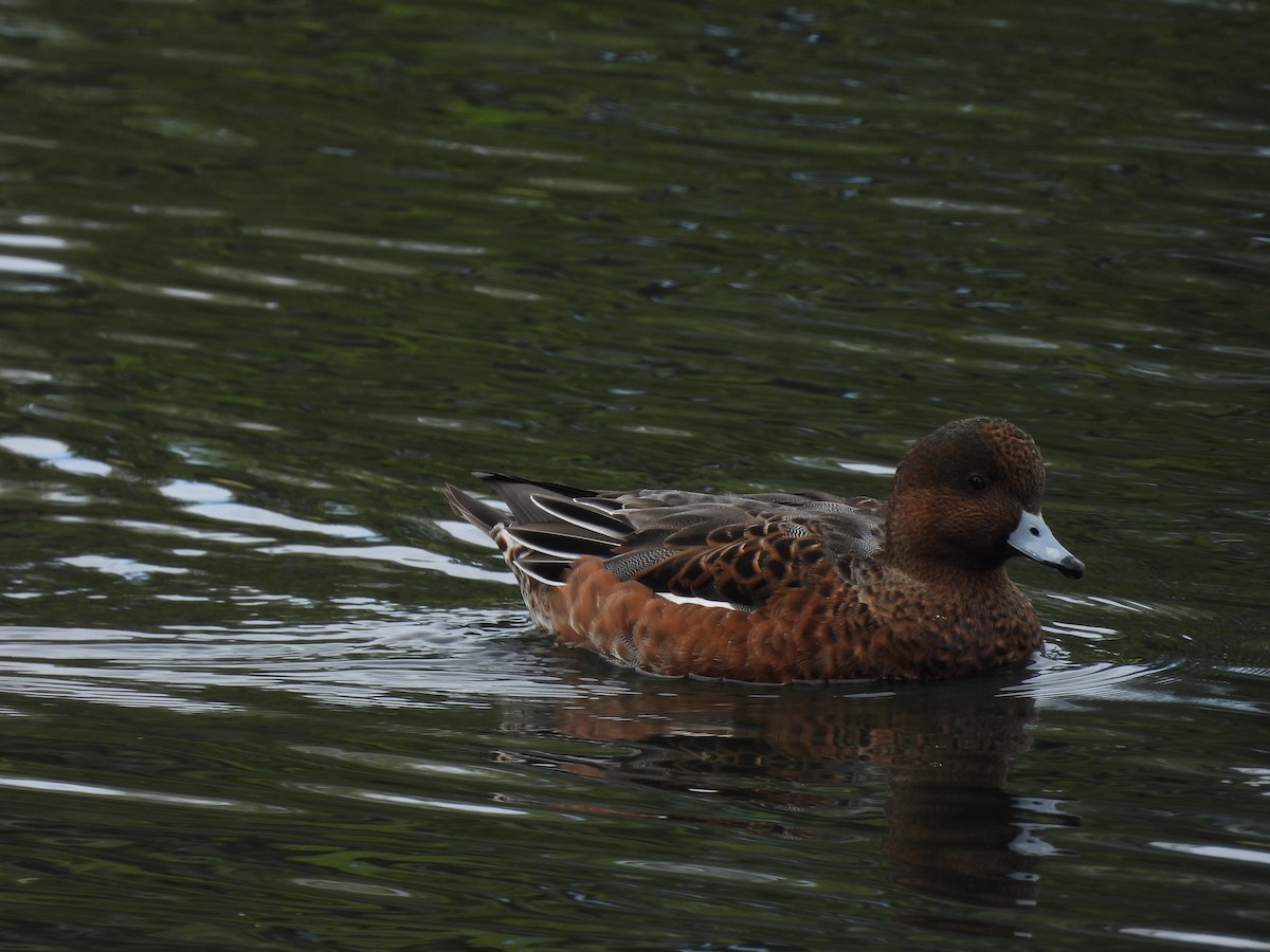 Eurasian Wigeon - ML624564284