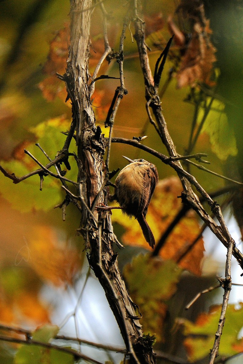 Carolina Wren - ML624564285