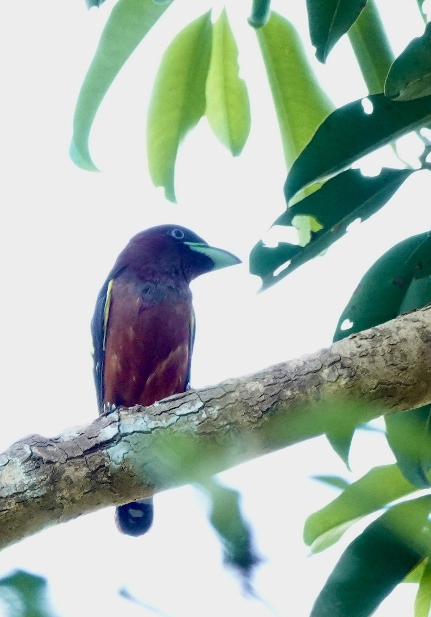 Banded Broadbill - ML624564286