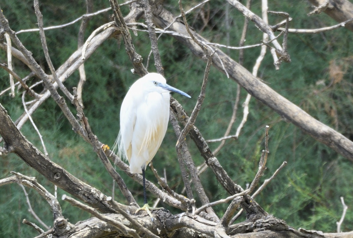 Little Egret - ML624564287