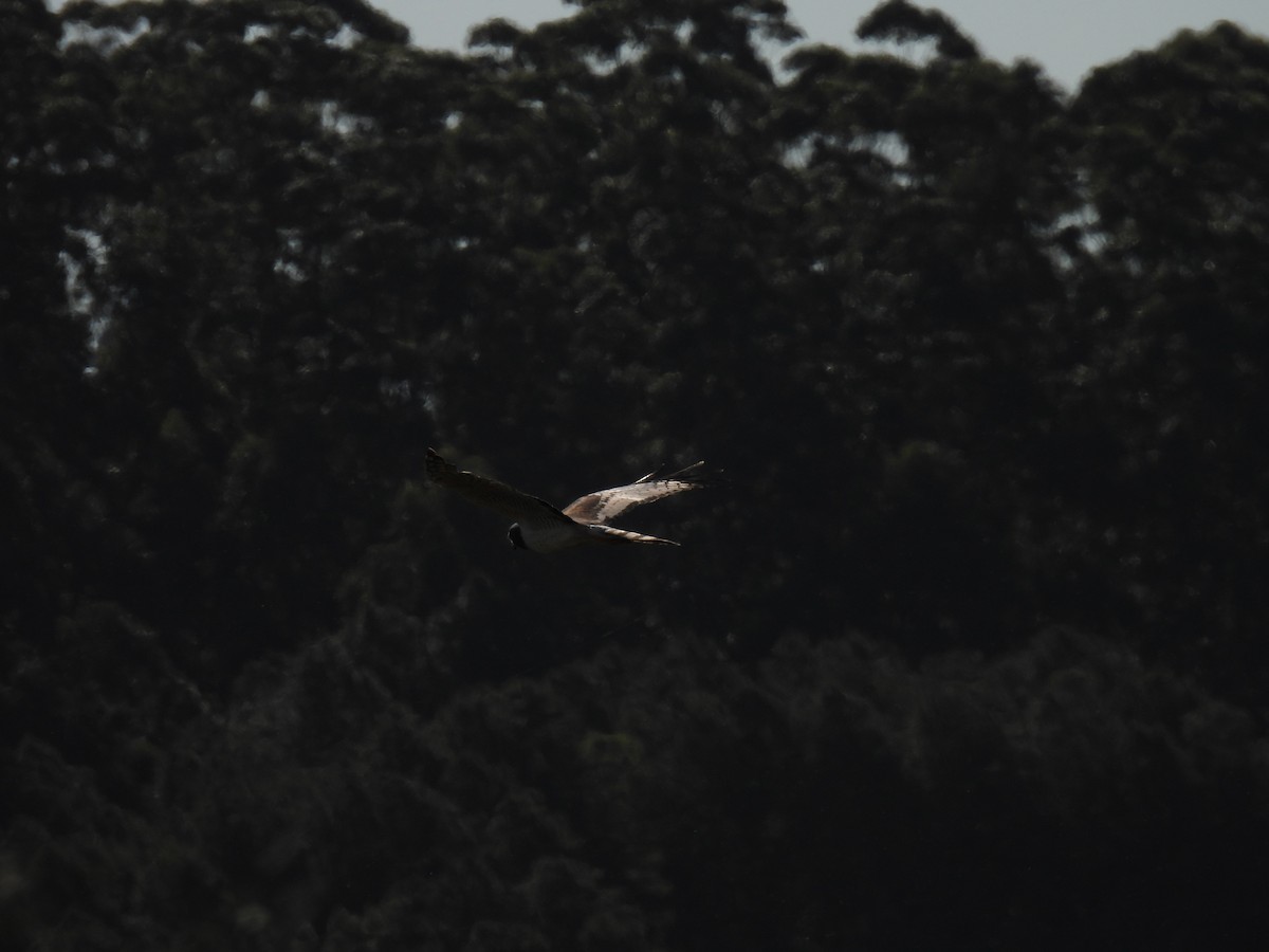 Long-winged Harrier - ML624564288