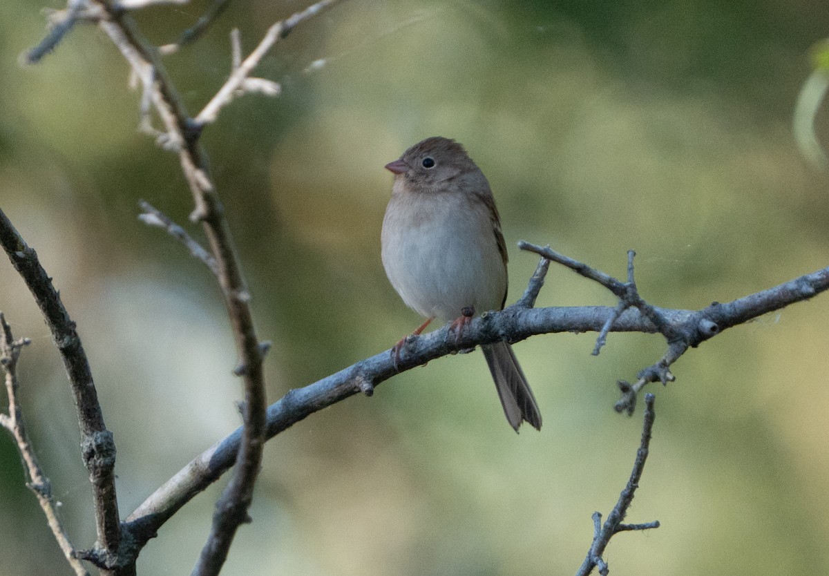 Field Sparrow - Justin Labadie