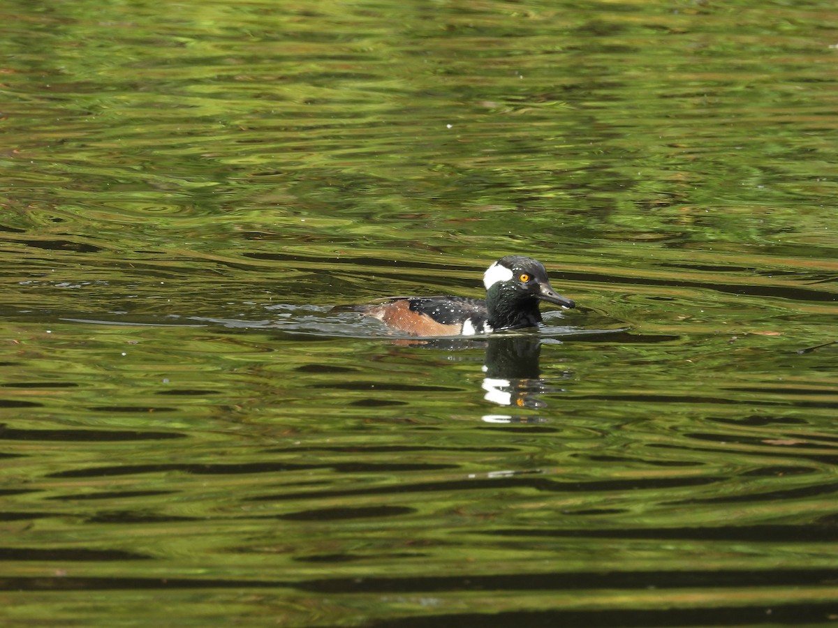 Hooded Merganser - ML624564320