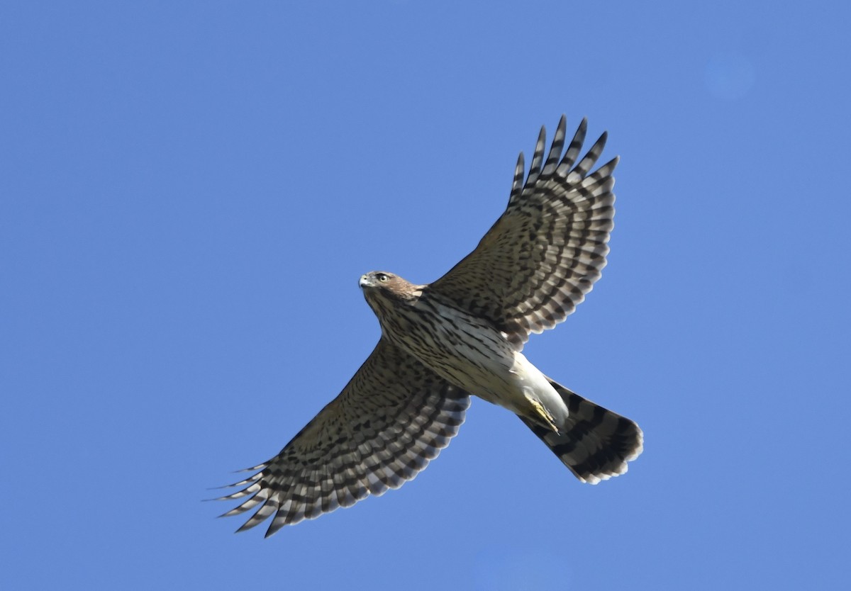 Cooper's Hawk - ML624564324