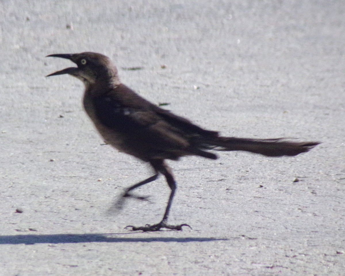 Great-tailed Grackle - ML624564334