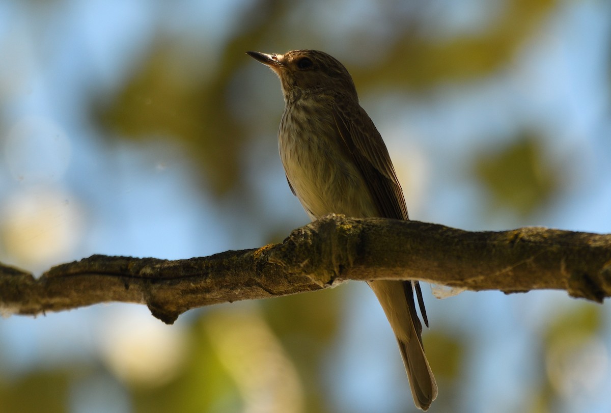 Spotted Flycatcher - Thomas Rickfelder