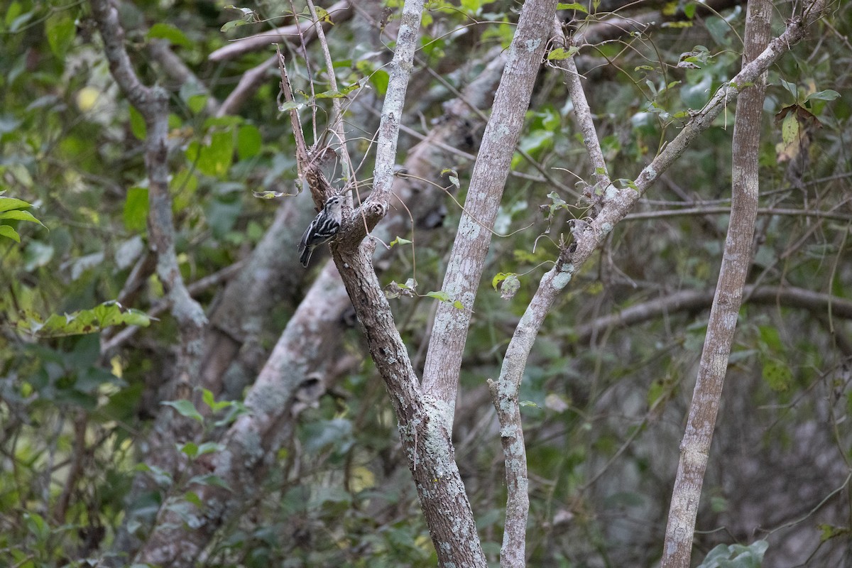 Black-and-white Warbler - Karl Villa