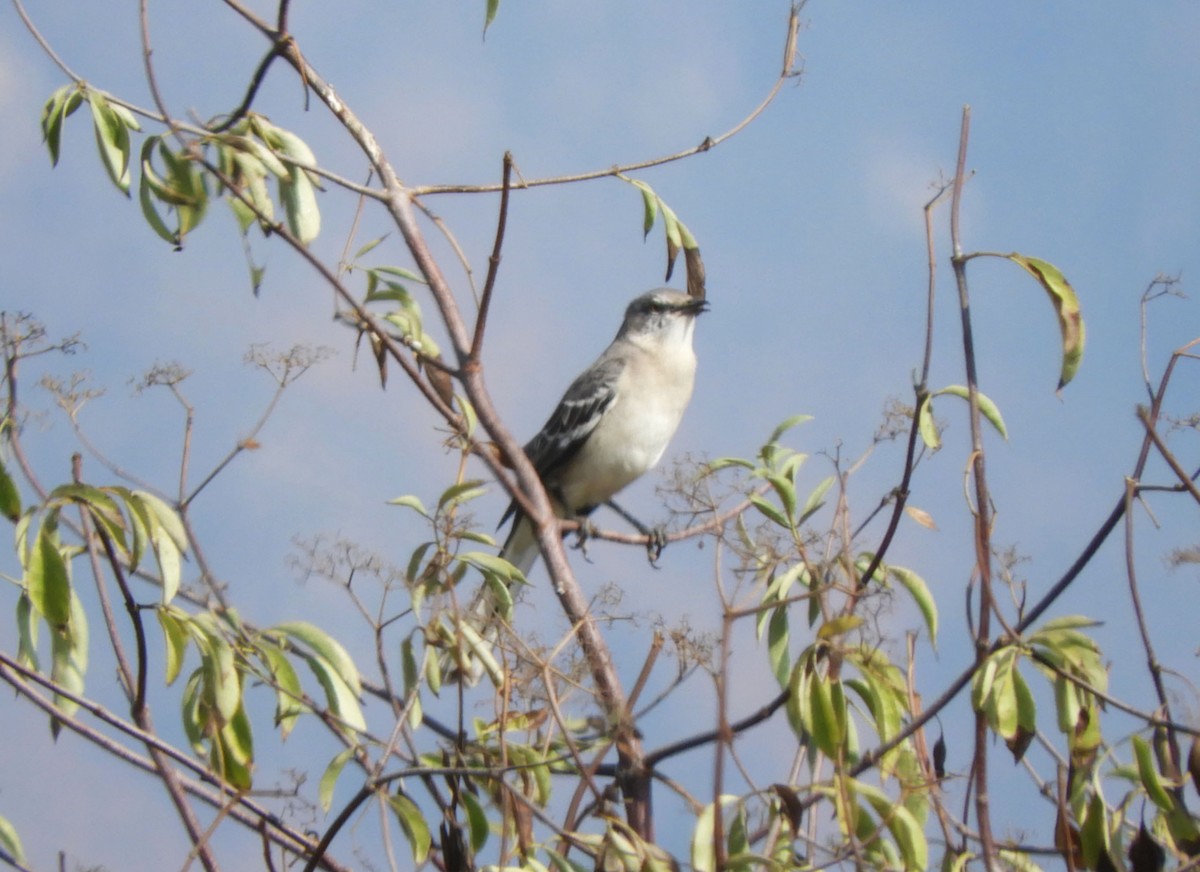 Northern Mockingbird - ML624564354