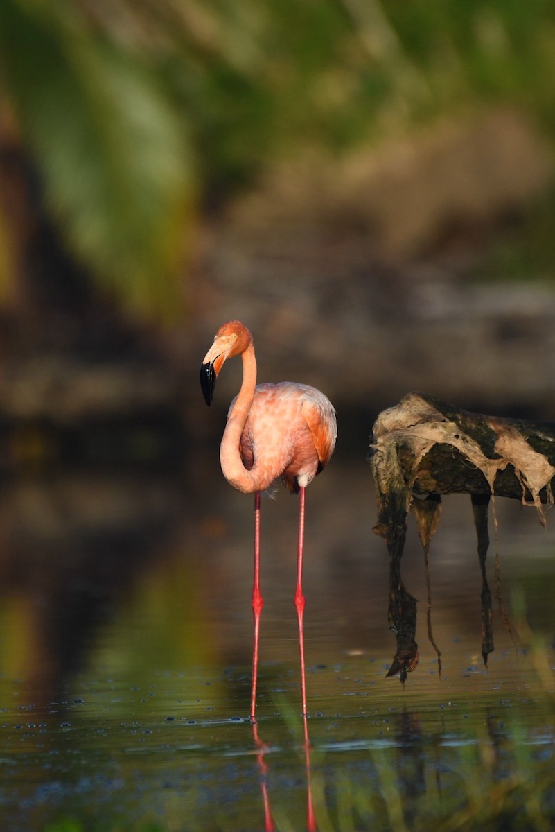 American Flamingo - ML624564388