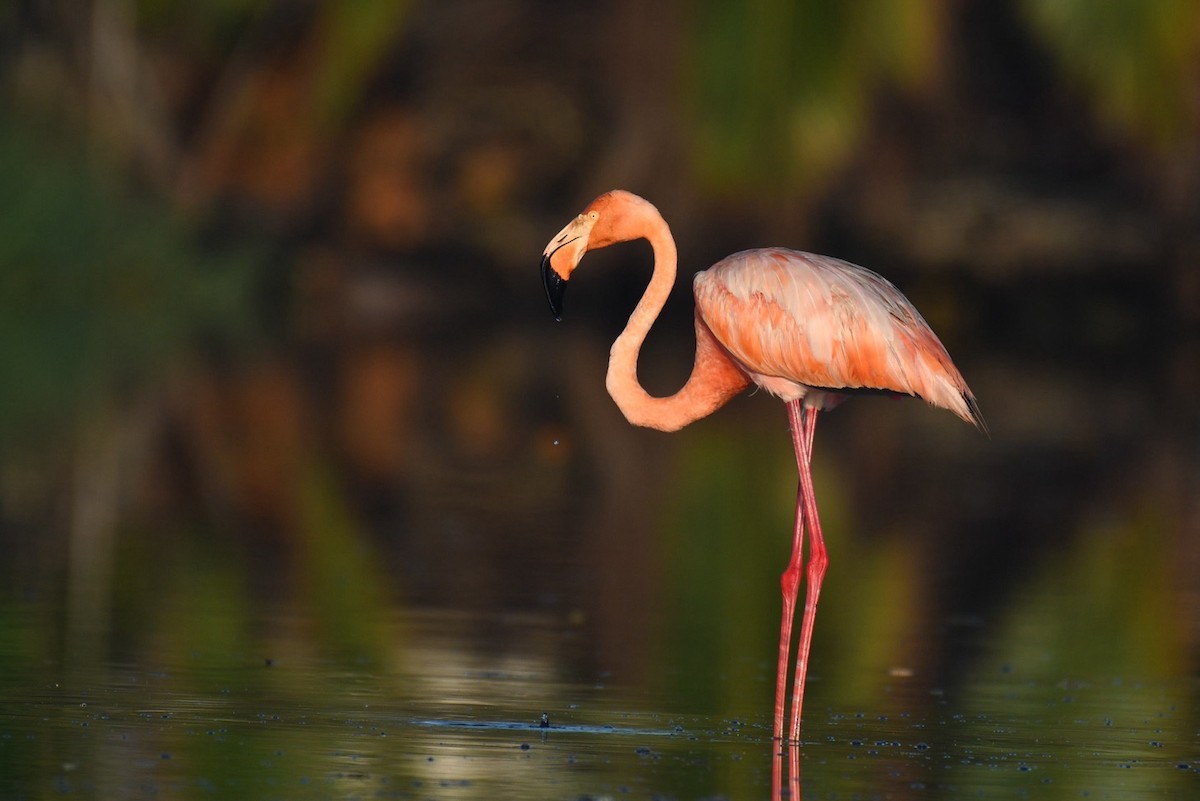 American Flamingo - ML624564389