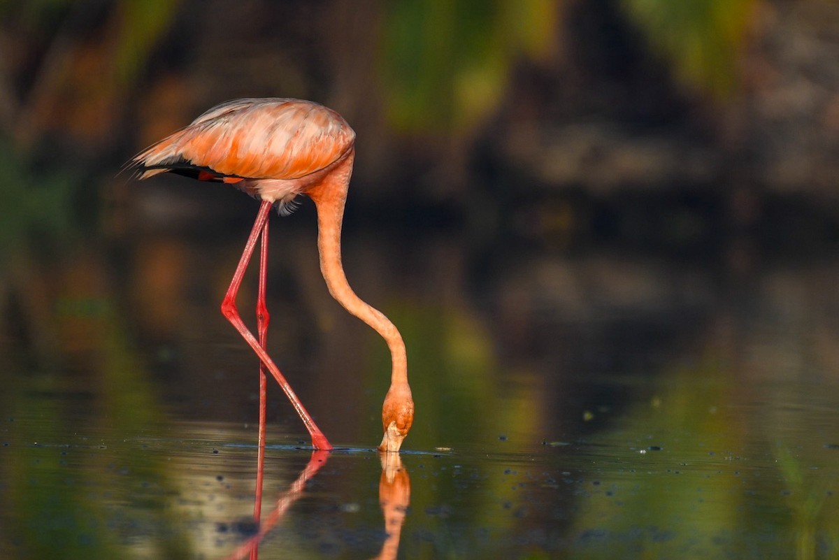 American Flamingo - ML624564390