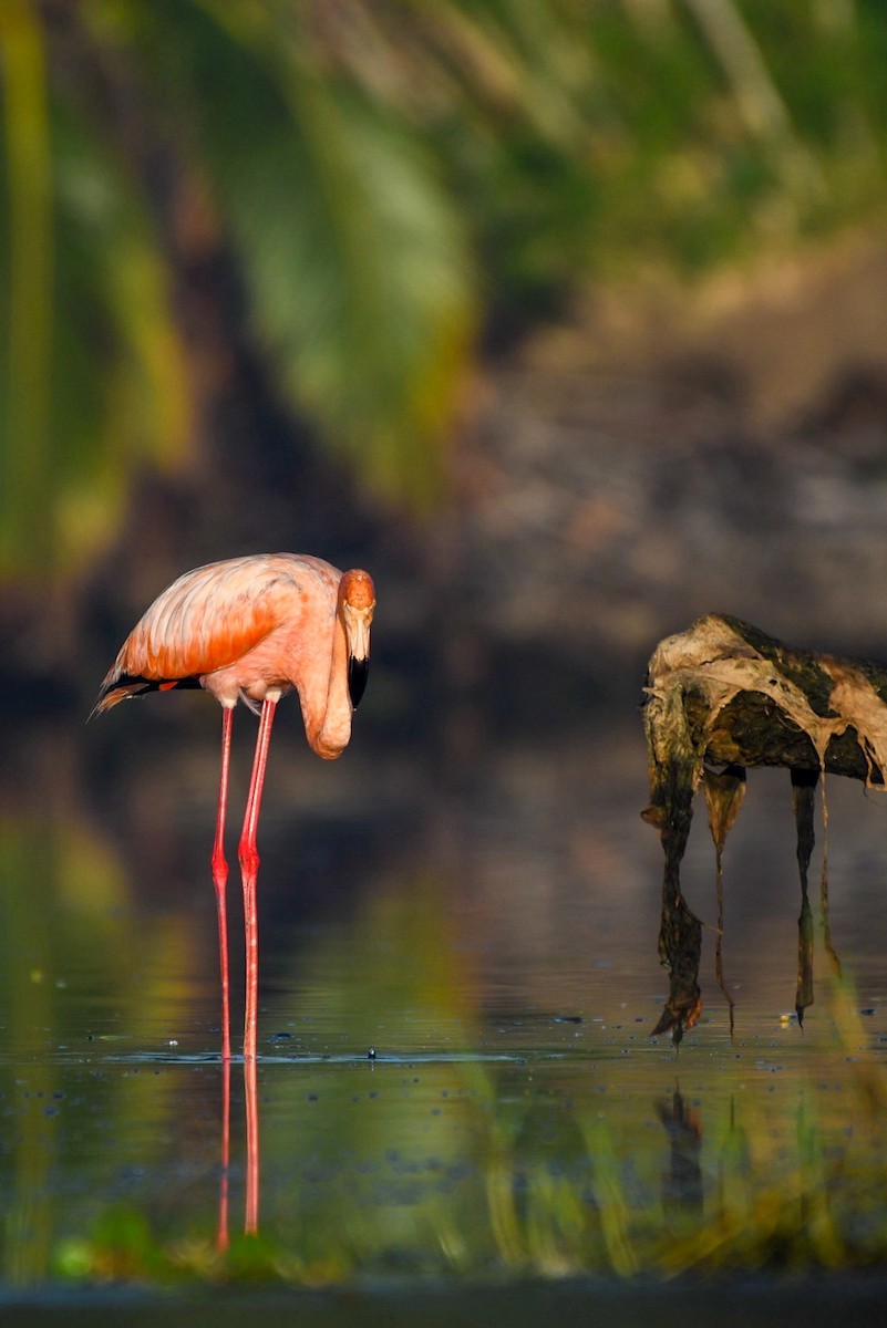 American Flamingo - ML624564391