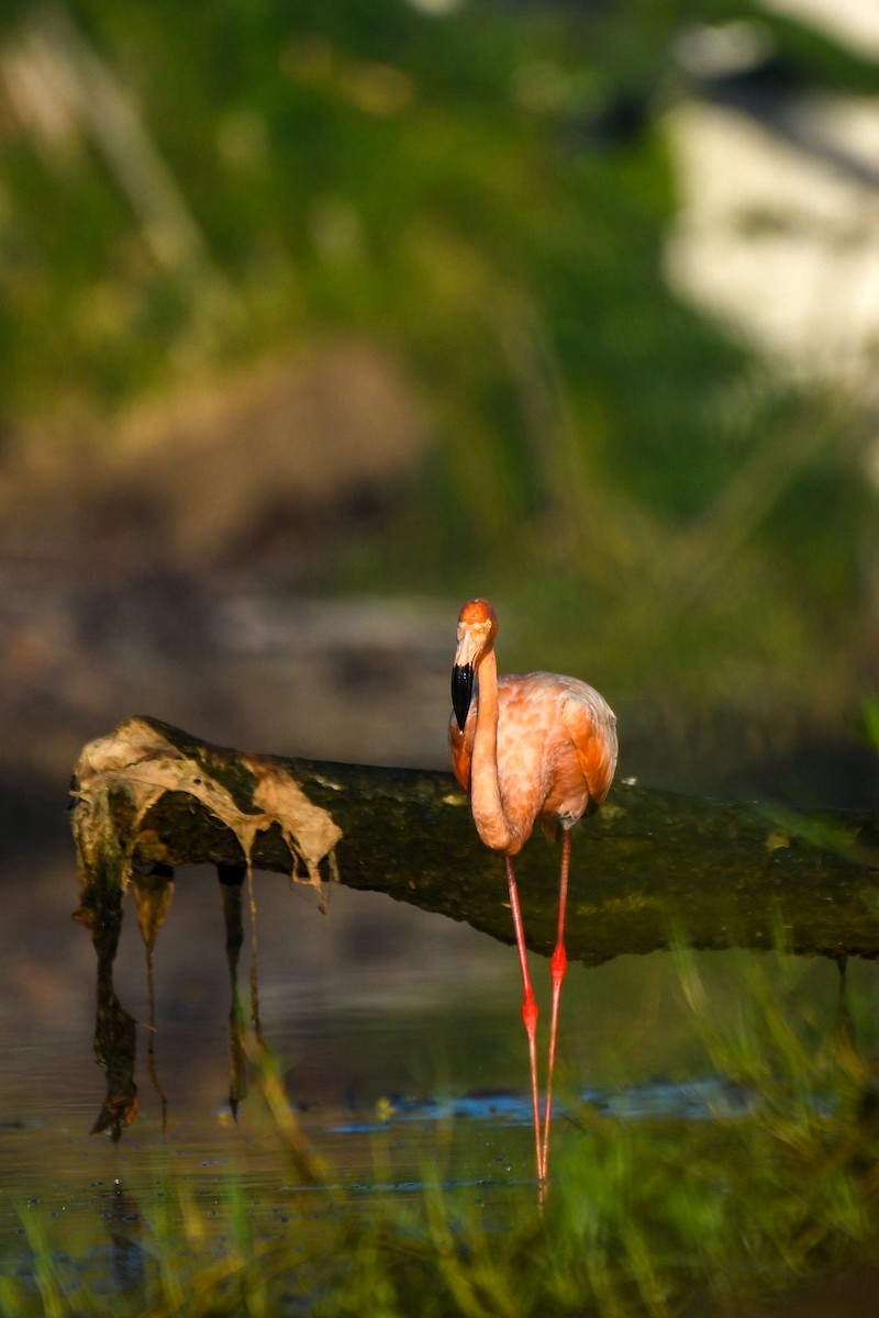 American Flamingo - ML624564392