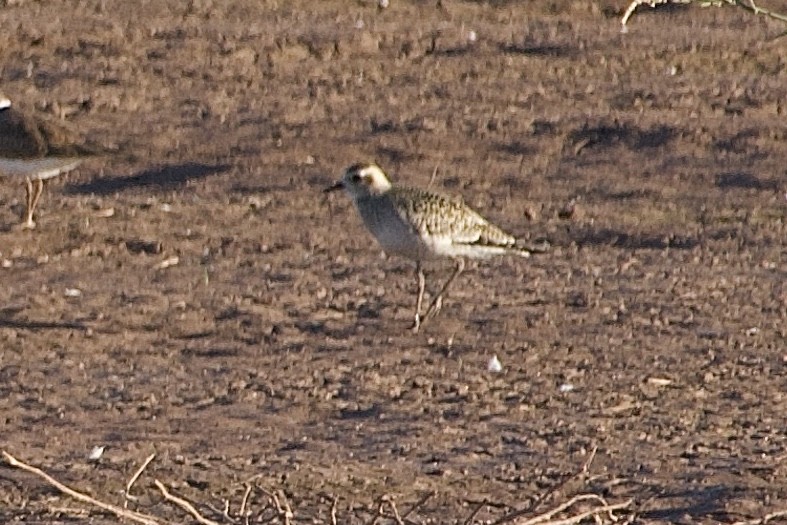 American Golden-Plover - ML624564394