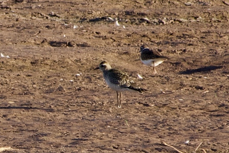 American Golden-Plover - ML624564395