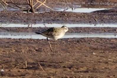American Golden-Plover - ML624564396