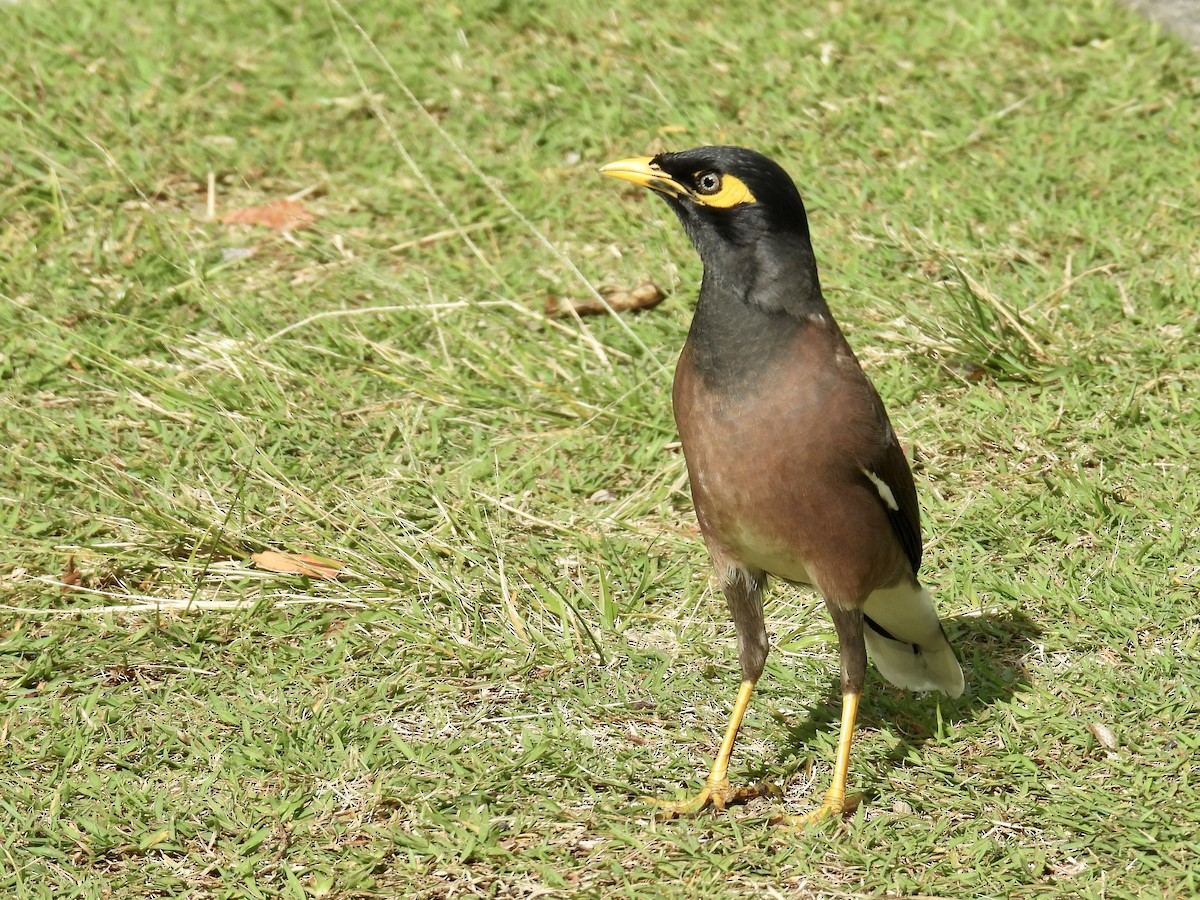 Common Myna - ML624564399