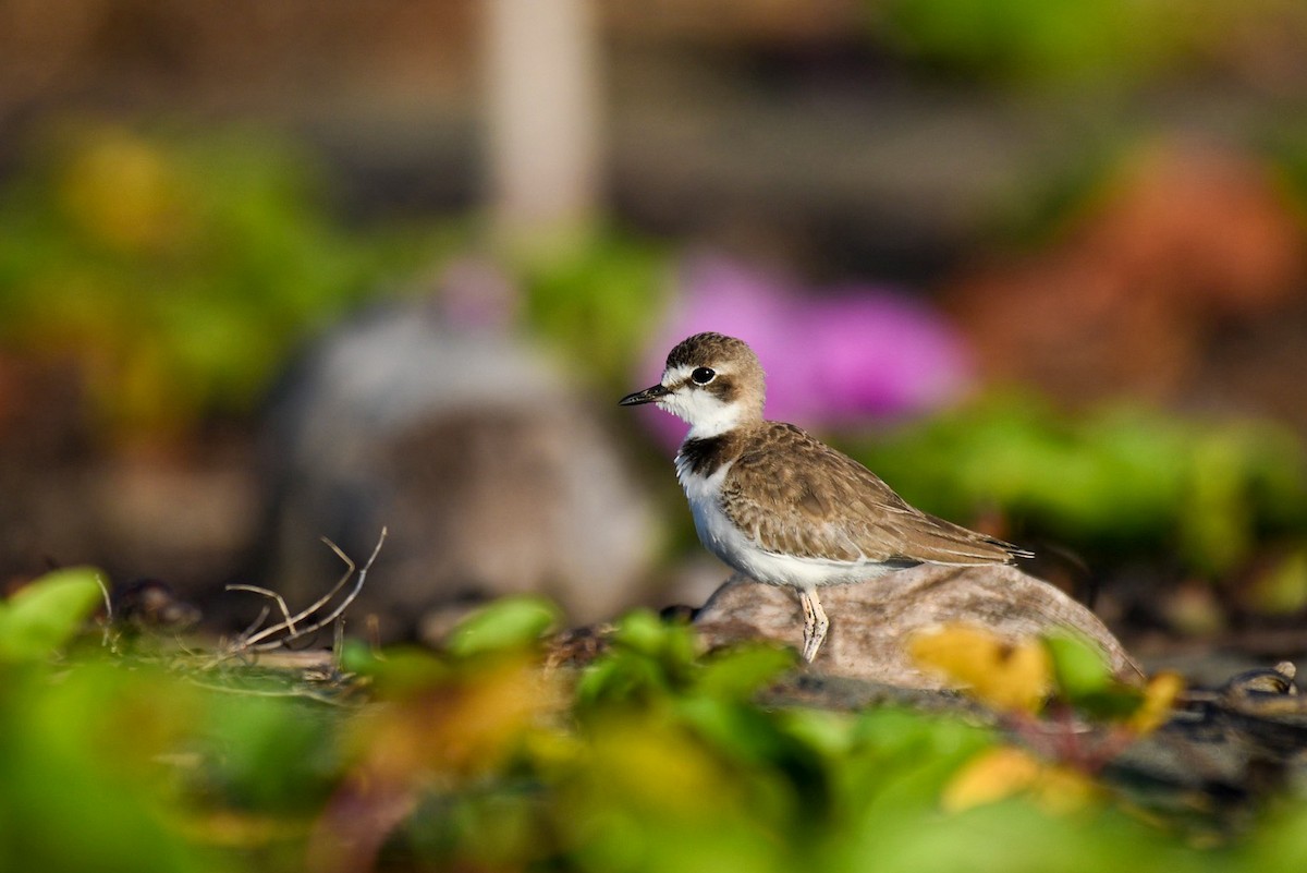 Collared Plover - ML624564463