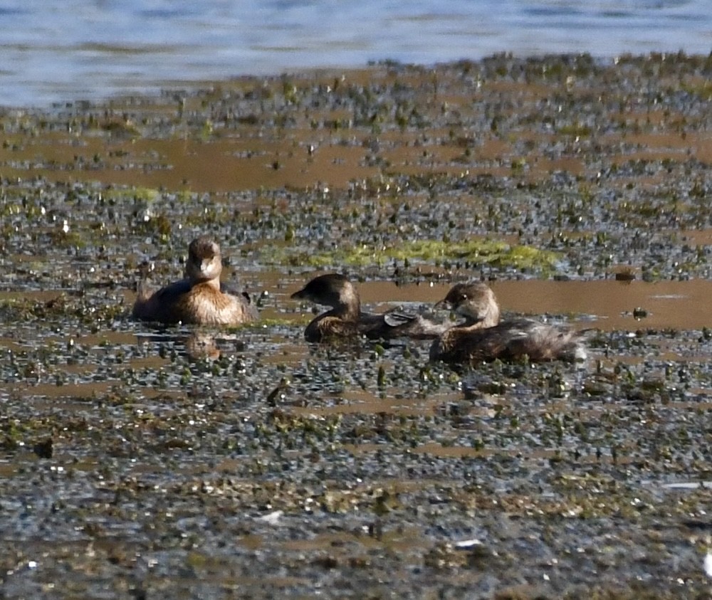 Pied-billed Grebe - ML624564472