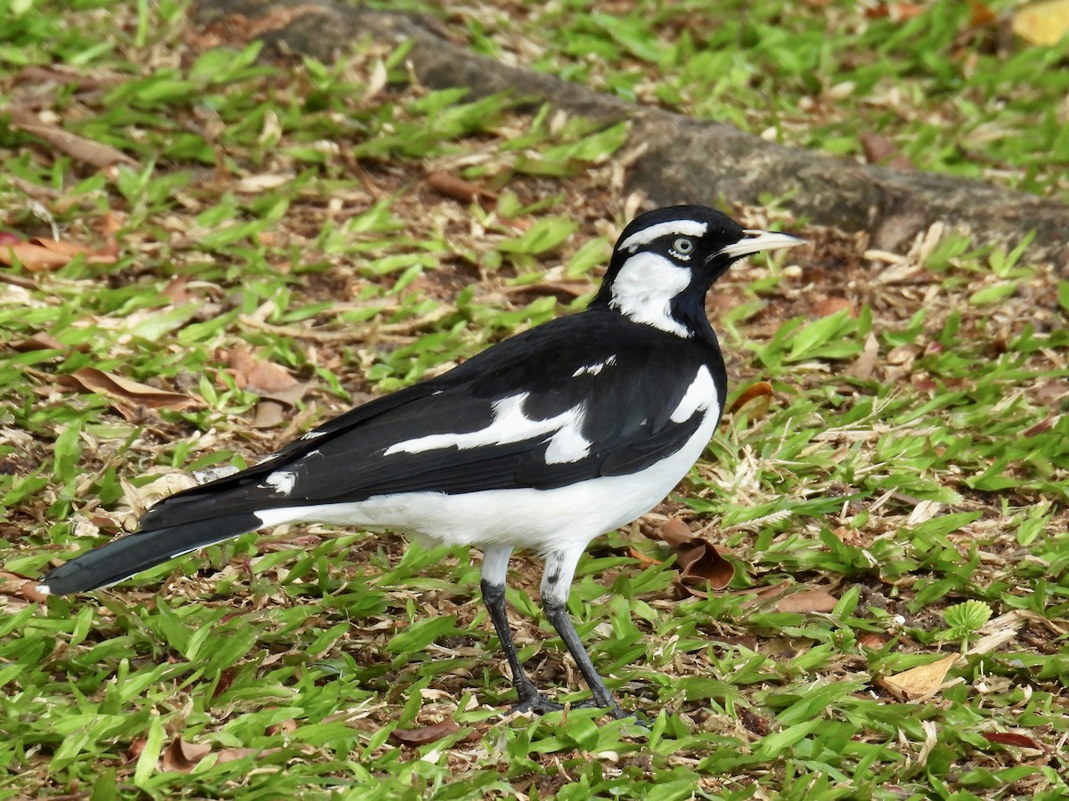 Magpie-lark - ML624564499