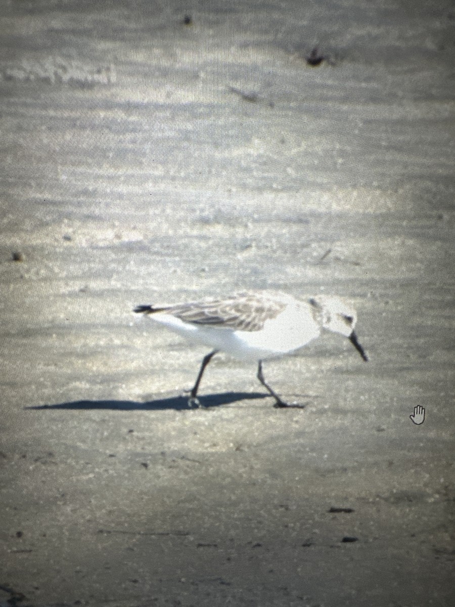 Sanderling - Kurtis Kuykendall