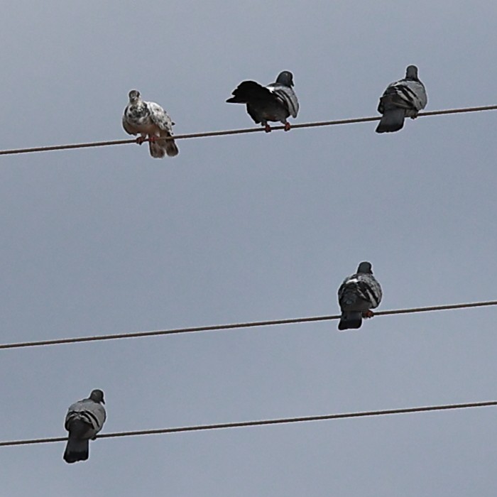 Rock Pigeon (Feral Pigeon) - ML624564551