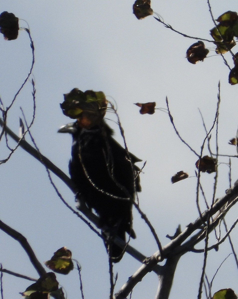 Common Raven - ML624564614