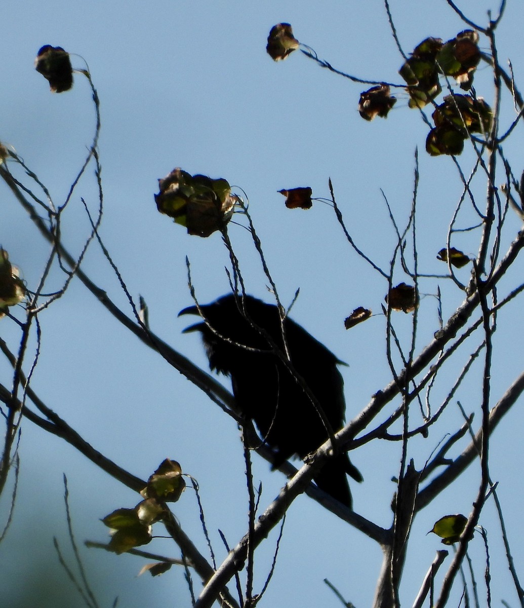 Common Raven - ML624564615