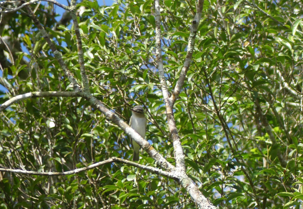 Red-eyed Vireo - Terry van Niekerk