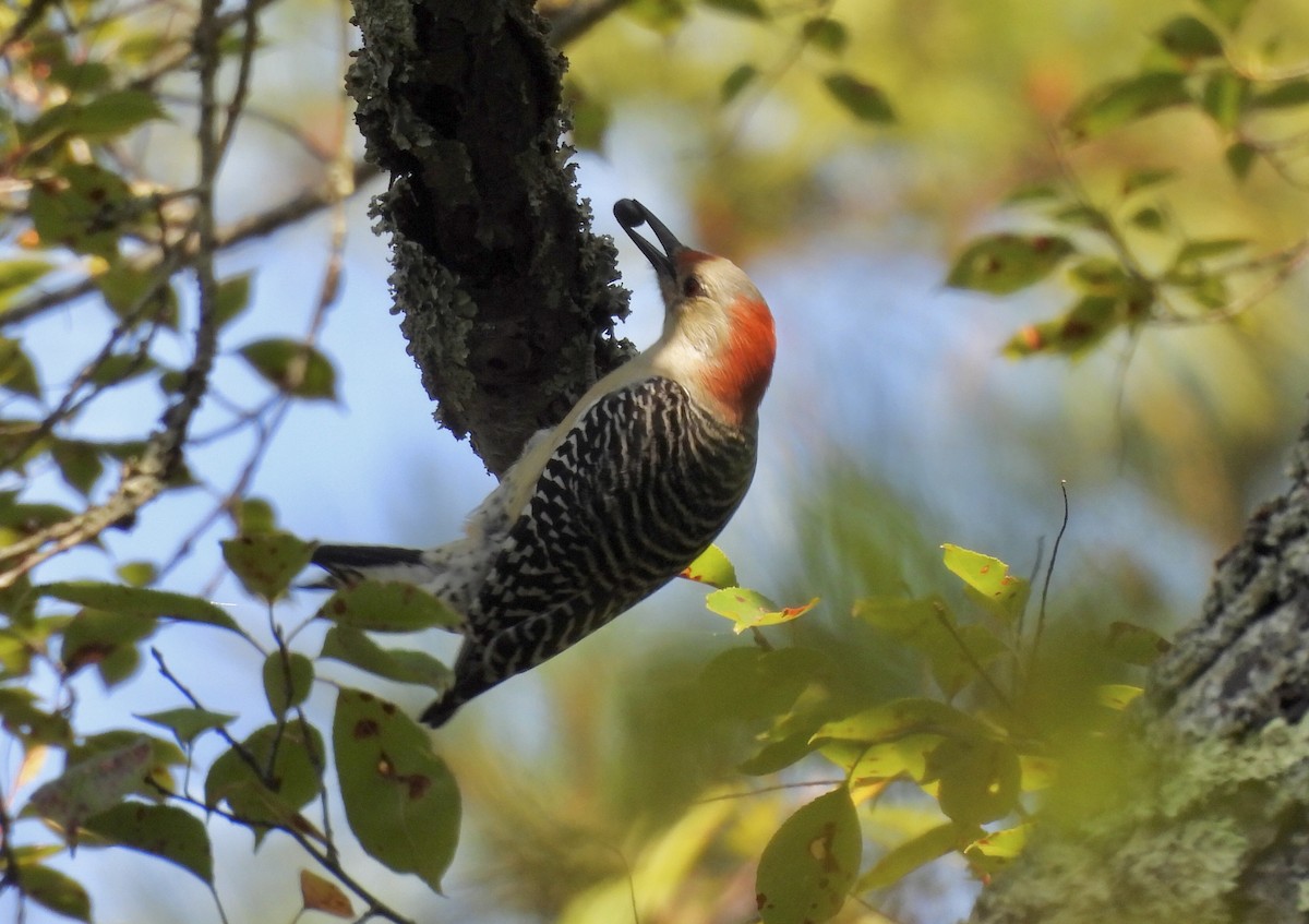 Red-bellied Woodpecker - ML624564721