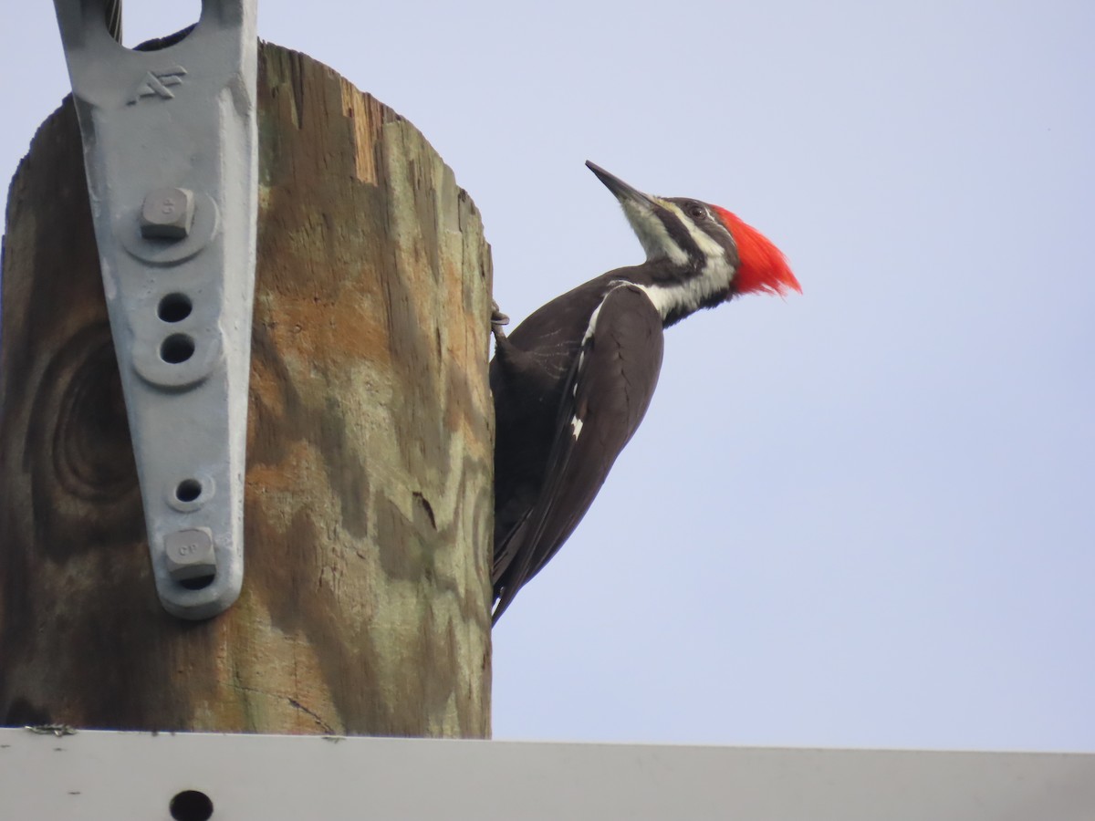 Pileated Woodpecker - ML624564742