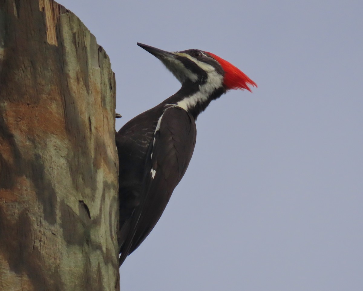 Pileated Woodpecker - ML624564743